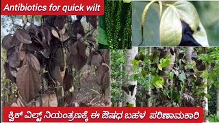 Quick wilt  Foot rot phytophthora  Black pepper  ಬೇರು ಕೊಳೆಯುವುದು  ಕೊಳೆ ರೋಗ  ಕರಿಮೆಣಸು [upl. by Allimrac]