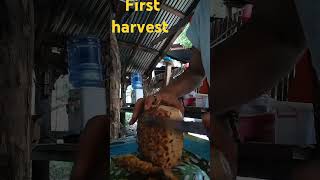 Pinya first harvest bfarm [upl. by Lian]