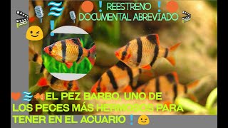 🔴🐠BARBO TIGRE BARBUS TETRAZONA 😉TODO LO QUE DEBES SABER DE ÉL 🐡 🎬REESTRENO 2021🎬 [upl. by Lesya]