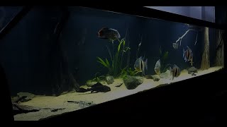 3000L Amazone Aquarium [upl. by Attekahs393]