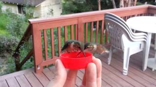 HandFeeding Hummingbirds [upl. by Nyliram]