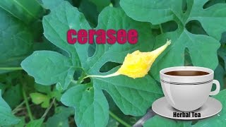 Cerasee Jamaican Cerasee Cerasee Tea Cerasee Plant [upl. by Tyne]