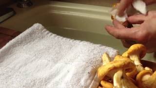 How to Clean Chanterelle Mushrooms [upl. by Eserehs62]