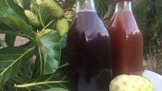 How To Make Fermented Noni Juice [upl. by Norrabal]