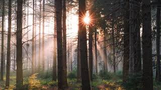 Forest Bath  Beautiful Chill Music Mix [upl. by Perkin]