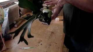 How to tree mount staghorn ferns [upl. by Wina]