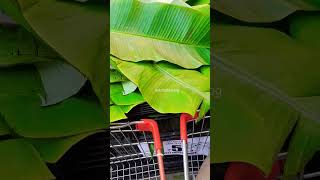 Banana leaf price in bangalore sobhadasvlog varalakshmi sudasabrata banglore odiavlogger [upl. by Ivonne]