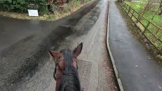 Billy the Standardbred napping again horse [upl. by Placidia683]