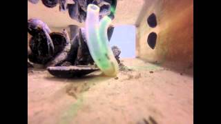 Filter feeding tunicate [upl. by Llechtim]