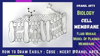 How to Draw Cell Membrane  Fluid mosaic Model Of Plasma Membrane in easy steps  Ncert CBSE Biology [upl. by Aissac]