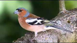 Nature Sounds  Chaffinch Singing In The Forest [upl. by Ciredec]