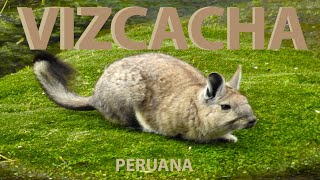 VIZCACHA [upl. by Loma]