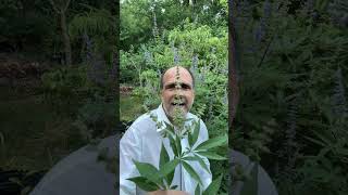 Chaste Tree Vitex agnuscastus – pollinator magnate and medicinal Chasteberry gardening garden [upl. by Frodi]