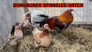 Bumgauner Spangled Hatch and Cecil Davis Kelso Broodpins [upl. by Vivian]