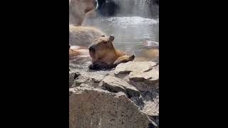 Capybaras in water nature [upl. by Thetis]