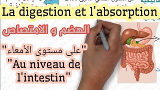 الهضم و الامتصاص  جزء الرابع  المستوى الثالثة إعدادي  La digestion et labsorption  3AC SVT [upl. by Fredi64]