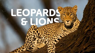 From Leopards To Lions The Feline Predators Ruling Their Kingdoms  Wildlife Documentary [upl. by Camellia348]