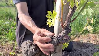 Scacchiatura del Nebbiolo in Barbaresco [upl. by Asert]