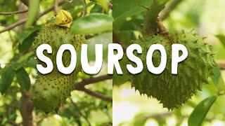 How to Grow  Soursop Guanábana [upl. by Hilel]