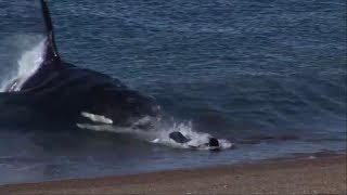 killer whale surprises a sea lion and attacks itالحوت القاتل يفاجئ أسد البحر ويفترسه [upl. by Marleah]