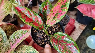 Your Aglaonema is Dying Do this Aglaonema Chinese Evergreen Plant Care [upl. by Bindman]