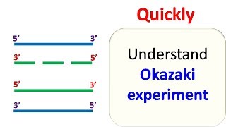 Okazaki experiment [upl. by Byron]