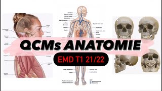 Révision Anatomie système squelettique  musculaire  articulaire  nerveux EMD T1 2122 ‘Alger’ [upl. by Marcelia]