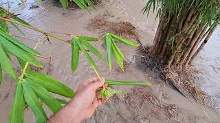 COMO REGAR EL BAMBU GIGANTE riego agua verano españa mallorca comprar vender dendrocalamus bambusa [upl. by Enirahtac]