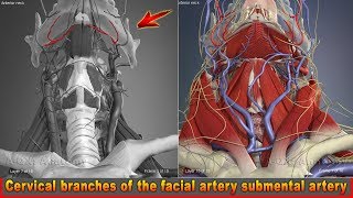 Cervical branches of the facial artery submental artery  Arteries of head and neck  3D Anatomy [upl. by Alphard630]