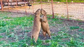 Capybaras Fighting SCARY Kumala vs Savesta [upl. by Sherwynd442]