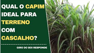 CAPIM QUAL O IDEAL PARA TERRENOS COM CASCALHO [upl. by Ettenahs]