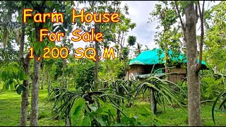 1200 SQM FARM HOUSE FOR SALE PROP177 DOLORES QUEZON [upl. by Roselane876]