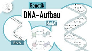 DNA Aufbau  Genetik  MedAT  Biologie [upl. by Xylina132]