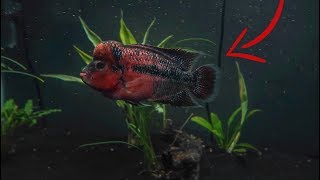 I BOUGHT a FLOWERHORN [upl. by Fujio]