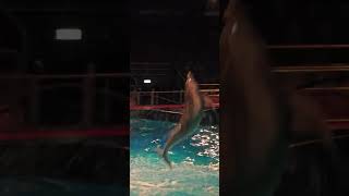 BIG JUMP Dolfinarium Harderwijk [upl. by Pettifer]