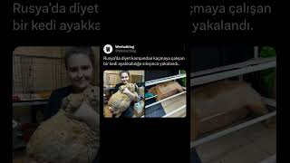 Rusya’da diyet kampından kaçmaya çalışan bir kedi ayakkabılığa sıkışınca yakalandı cat komikvideo [upl. by Wilmar]