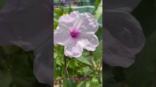 Beautiful Ipomoea carnea shorts youtubeshorts nature popular flowers beautifulflowers viral [upl. by Askari]