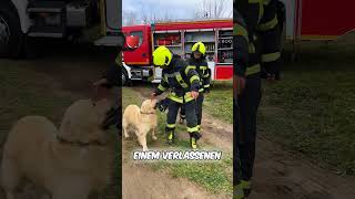 Mutiger Hund rettet ihre Welpen 🐶❤️ [upl. by Eirellav]