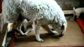 Kuvasz puppies [upl. by Nickles701]