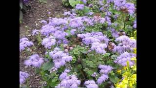 Ageratum  Dictionnaire français audio [upl. by Noemys]