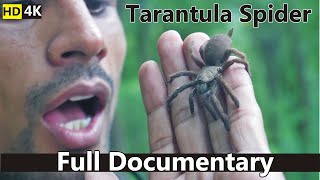 Tarantula spider Documentary [upl. by Nataline]