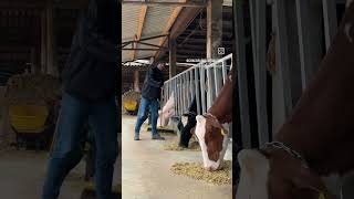 music song viralvideo cow dairyfarm calendar farming dairyfarmming date [upl. by Earezed]