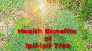 Health Benefits of IpilIpil Tree [upl. by Etyam]