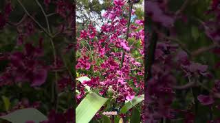 Oncidium Heaven Scent Sweet Baby 文心兰天香甜心宝贝是最著名品种Sharry Baby的后代，继承了浓郁的巧克力香味，与Sharry Baby相比颜色更艳丽 [upl. by Merritt]