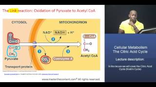 MCAT® Citric Acid Cycle Part 1  Acetyl CoA formation [upl. by Holihs]