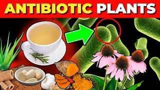 12 Medicinal Plants with Natural Antibiotic Effects Backed by Science [upl. by Lletnom238]