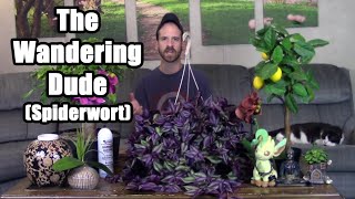 The Wandering Dude Spiderwort Care amp Information [upl. by Iline]