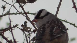 WhiteCrowned Sparrow song Zonotrichia leucophrys sparrow noises birdingbirdssparrowbird [upl. by Davenport]