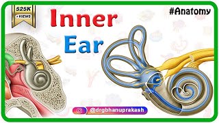 Inner ear Anatomy Animation  Cochlear component Vestibular component Semicircular component [upl. by Hasin42]