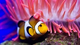 Nature Documentaire Francais Lincroyable Vie Des Poissons►à lintérieur de leurs palais de corail [upl. by Orit149]